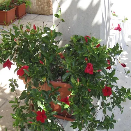 דירה Apartments Viganj