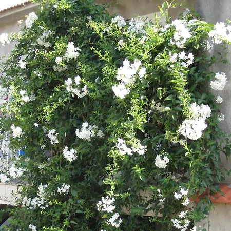 Apartments Viganj ויגאני