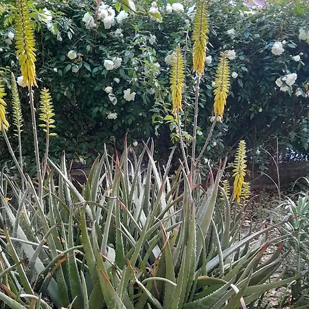 Apartamento Apartments Viganj