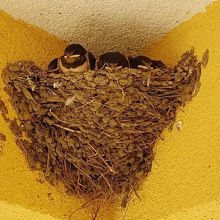 Apartments Viganj Viganj